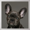 Pesquisar por french bulldog artes pósteres Purebred dog