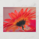 Pesquisar por gerberas cartoes postais Qualquer pessoa