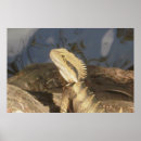 Pesquisar por dragão oriental pósteres Lagarto