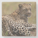 Pesquisar por serengeti porta copos África