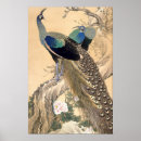 Pesquisar por pavão artes pósteres Pavões