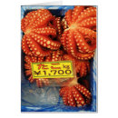 Pesquisar por molusco cartoes Oceano