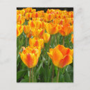 Pesquisar por dutch cartoes postais Tulip