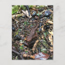Pesquisar por salamandra cartoes postais Anfíbio
