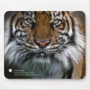 Pesquisar por tigre do sumatran Animais