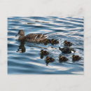 Pesquisar por patos engraçados cartoes postais Animais
