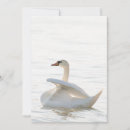 Pesquisar por ciganos convites Cisne