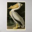 Pesquisar por pelicanos pósteres Ilustração