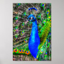 Pesquisar por pavão pósteres Animais