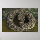 Pesquisar por afro do pôsteres pósteres Vida selvagem