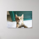 Pesquisar por baby impressão de canvas Domestic animals