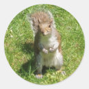 Pesquisar por parque animal selvagem adesivos Esquilo