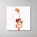 Pesquisar por digestivo impressão de canvas Sistema digestivo humano