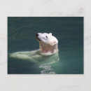 Pesquisar por pólo norte cartoes postais Urso polar