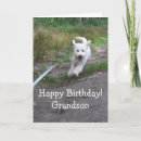 Pesquisar por goldendoodle cartoes Fofo