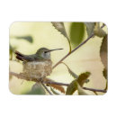 Pesquisar por ninho imas Animal