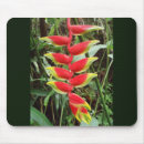 Pesquisar por heliconia Flor