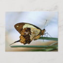 Pesquisar por butterfly cartoes postais Animal