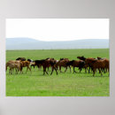 Pesquisar por cavalo galope pôsteres pósteres Natureza