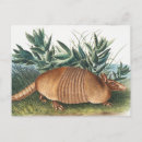 Pesquisar por armadillo cartoes postais Vida selvagem