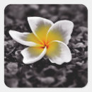 Pesquisar por hawaii adesivos Tropical