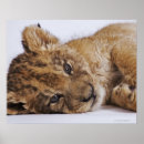 Pesquisar por panthera leo pôsteres pósteres Horizontal