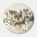 Pesquisar por do cão schnauzer imas Cãozinho