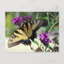 Pesquisar por asas roxas cartoes postais Flores