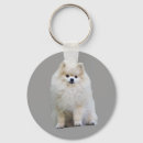 Pesquisar por cão pomeranian chaveiros Filhotes de cachorro