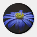 Pesquisar por flower imas Flores