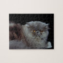 Pesquisar por gato persa azul Felino