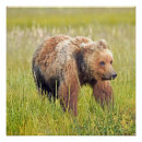 Pesquisar por 20x20 posters pôsteres pósteres Urso