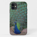 Pesquisar por pavão e pavão capas Pássaro