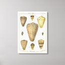 Pesquisar por sepia impressão de canvas Vida marinha