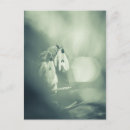 Pesquisar por porco cartoes postais Fotografia