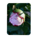 Pesquisar por formiga imas Insetos