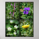 Pesquisar por ervas daninhas pôsteres pósteres Dente de leão