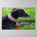 Pesquisar por greyhound dog pôsteres pósteres Greyhounds