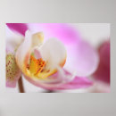 Pesquisar por orquídea pôsteres pósteres Florescência