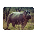 Pesquisar por hippo imas Natureza