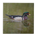 Pesquisar por pato azulejos Animal