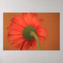 Pesquisar por florais baratos pôsteres pósteres Floral