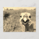 Pesquisar por peru engraçado cartoes postais Fazenda