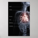 Pesquisar por sistema respiratório pôsteres pósteres Corpo