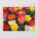 Pesquisar por tulips cartoes postais Jardinagem