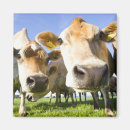 Pesquisar por está olhando imas União