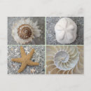 Pesquisar por seashells cartoes postais Conchas
