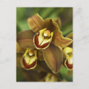 Pesquisar por orquídeas cartoes postais Florais