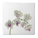 Pesquisar por orquídeas azulejos Flor