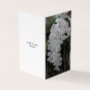 Pesquisar por cumprimento da orquídea Branco